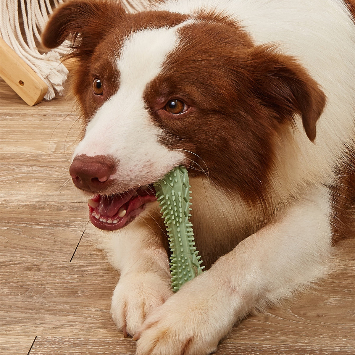 Chew toy for dog teeth cleaning and dental health