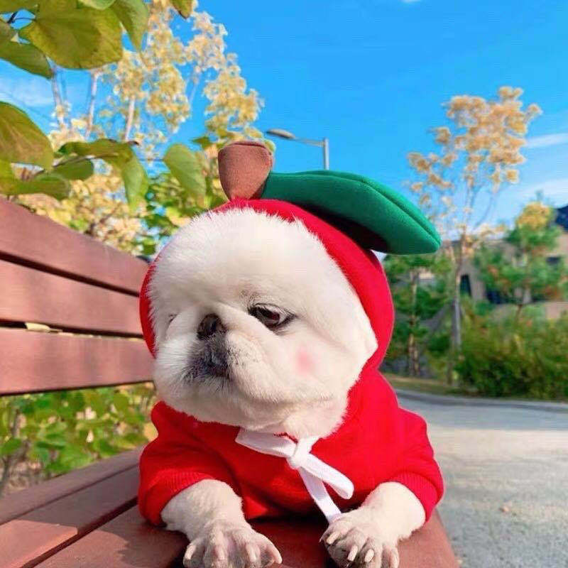 Dog in a red outfit with green hat sitting on a bench outdoors