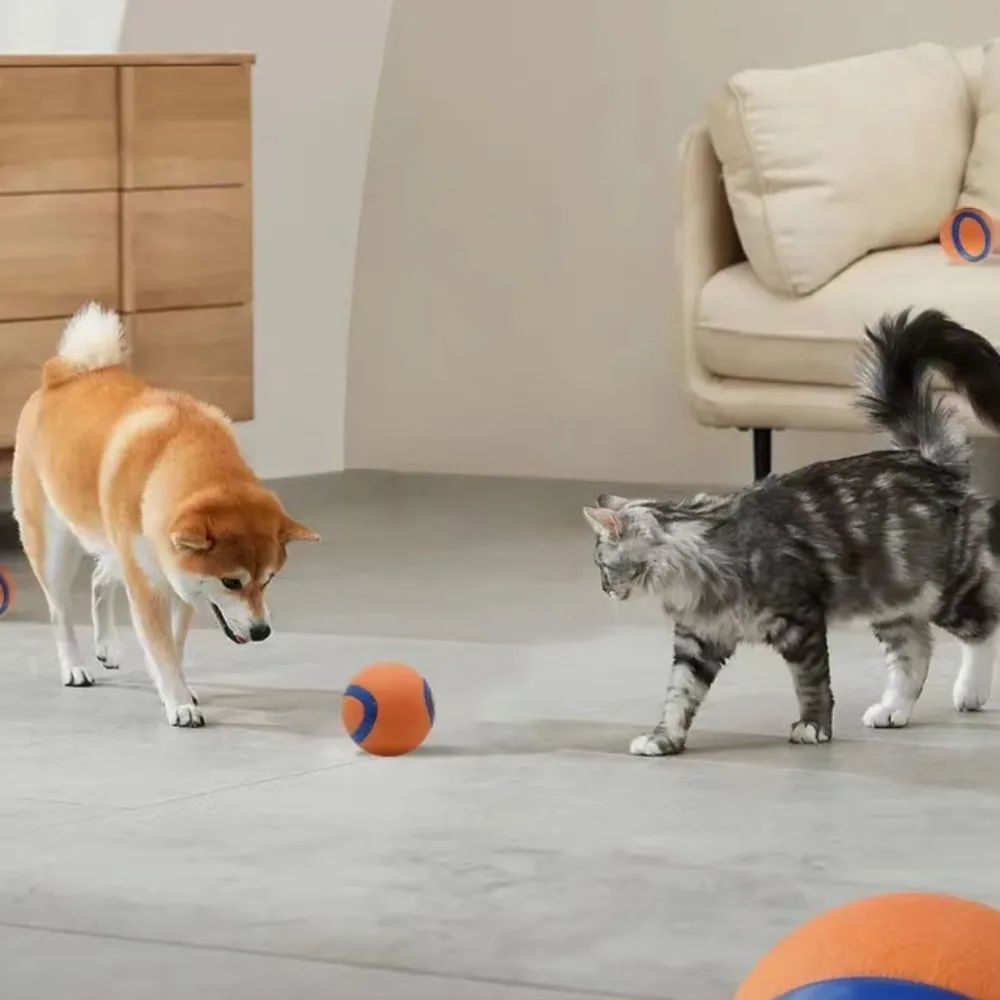 Dog and cat playing with an orange ball on a wooden floor.